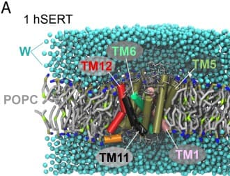 Serotonin transporter (hSERT) embedded in a POPC lipid bilayer, MD simulation snapshot