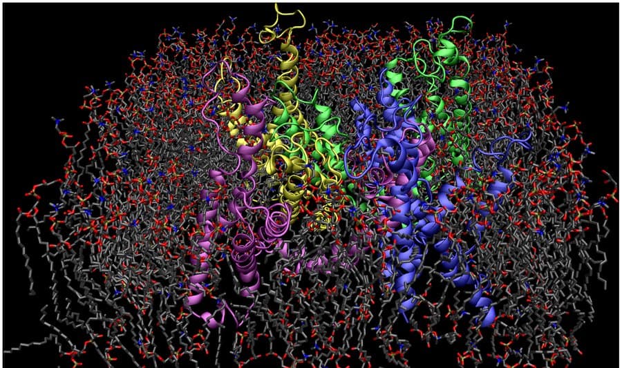 Kv1.2 potassium channel embedded in a lipid bilayer, MD simulation snapshot